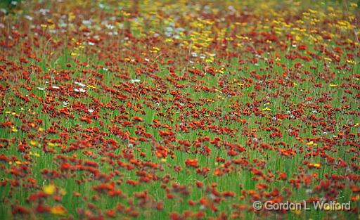 Carpet Of Wildflowers_01813.jpg - Photographed on the north shore of Lake Superior near Wawa, Ontario, Canada.